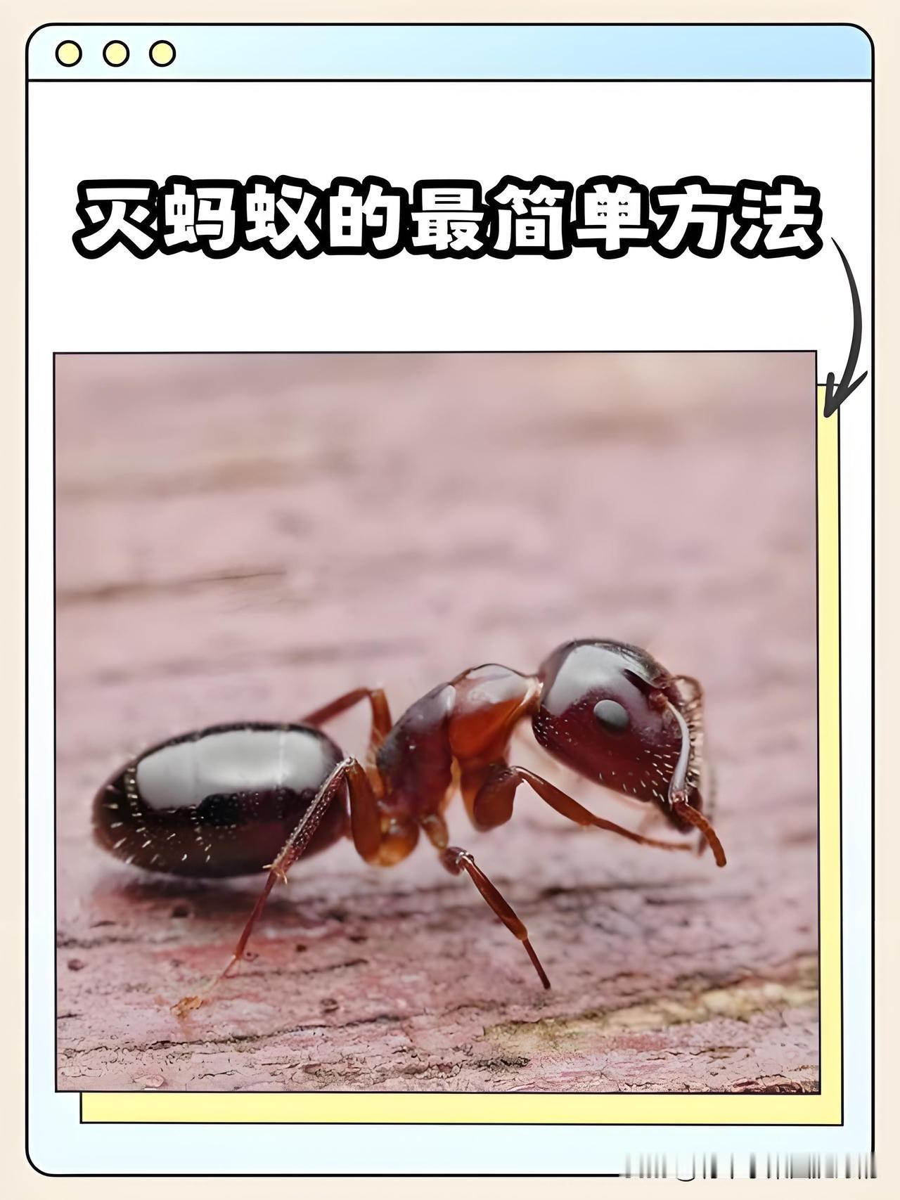 菜园有蚂蚁不用药！3招物理小技巧轻松搞定家里种豆角、黄瓜，地里老是爬满蚂蚁
