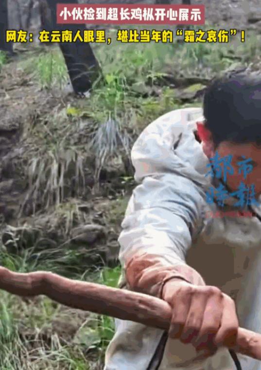 天降横财！重庆小伙上山溜达一圈，竟捡到一根小臂长的"巨无霸"鸡枞！视频一上网直接