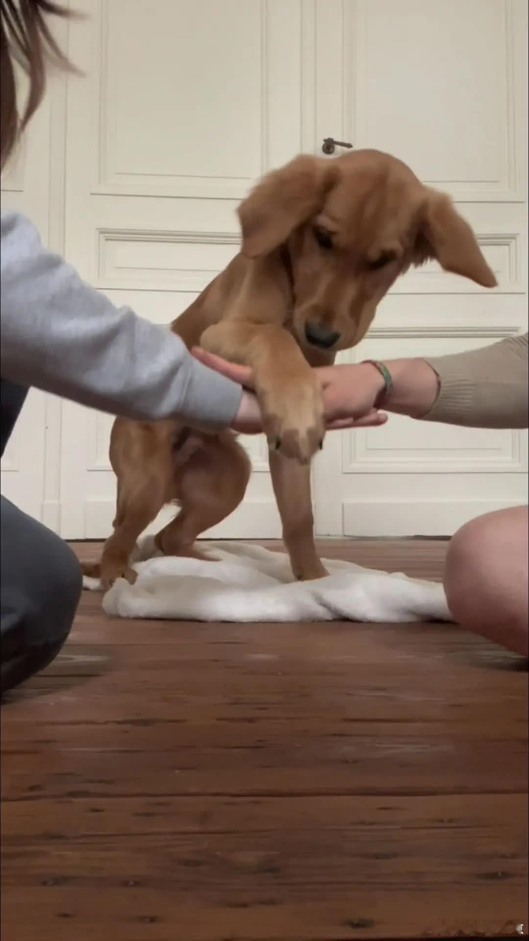 布鲁斯同意加入萌宠宠物