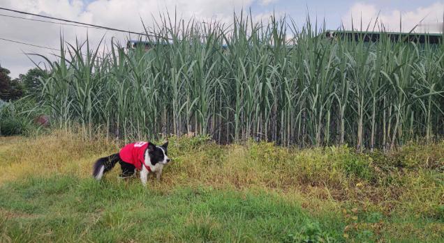 甘蔗一吨才500多块钱，为什么广西那么多地方现在还种着？要知道，甘蔗地里的老鼠，
