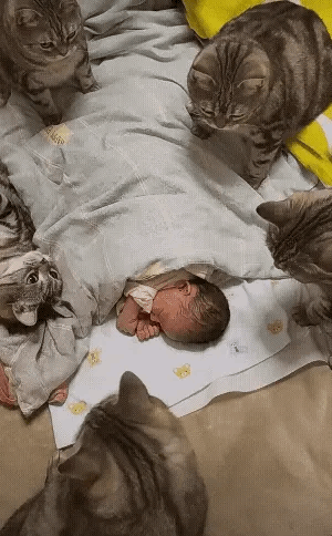 超级无敌保姆喵星人！