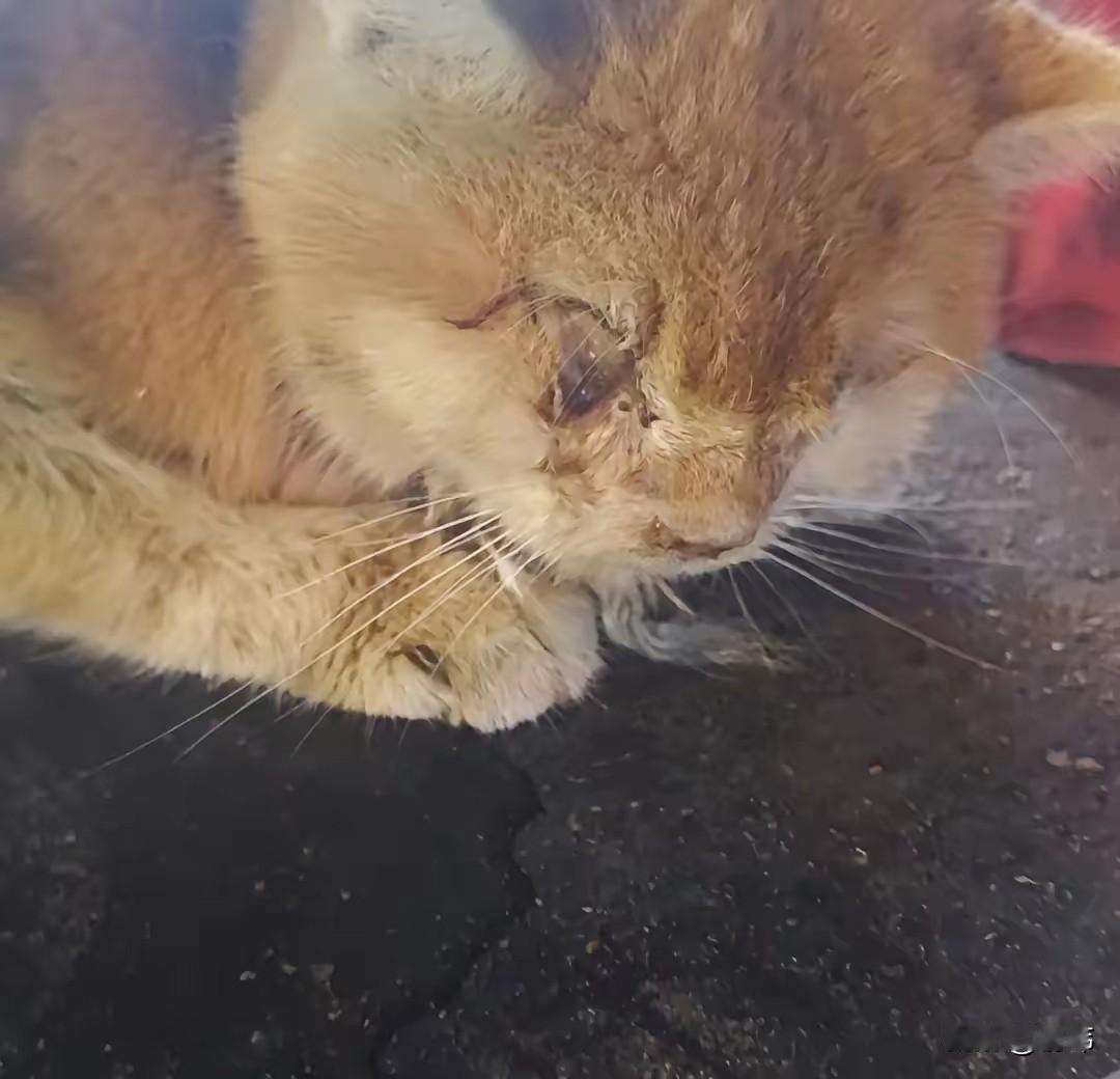 太残忍了！这天夜里，一位小哥哥和朋友一起吃夜宵，吃着吃着的时候，小哥哥看到了一只