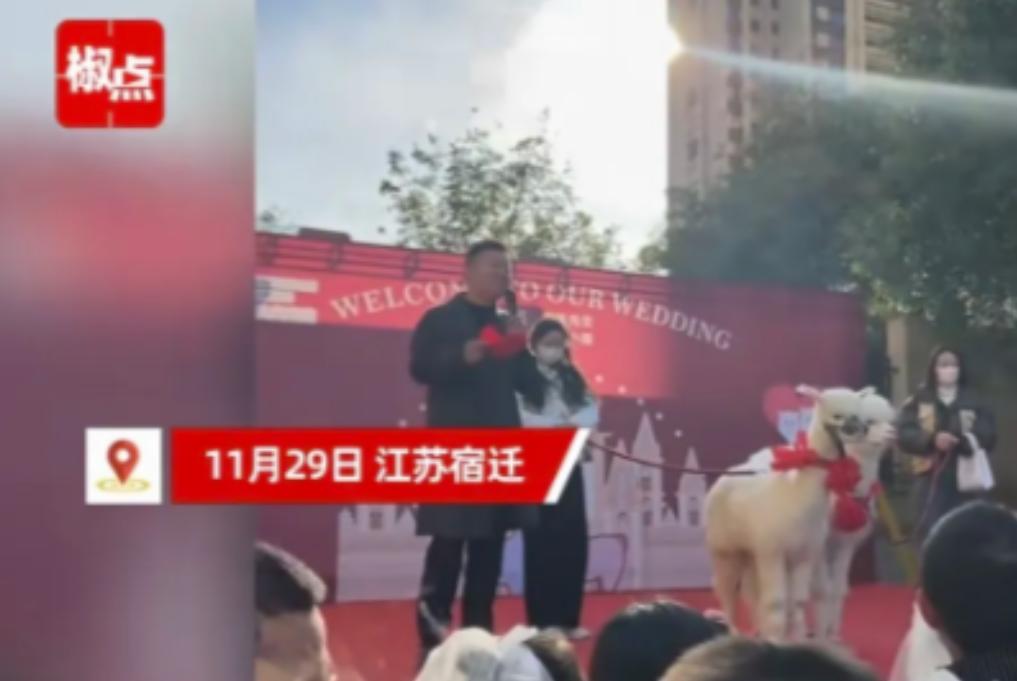 江苏宿迁，女子接到儿子幼儿园喜帖，说幼儿园要给2只羊驼举行婚礼，要求家长随礼30