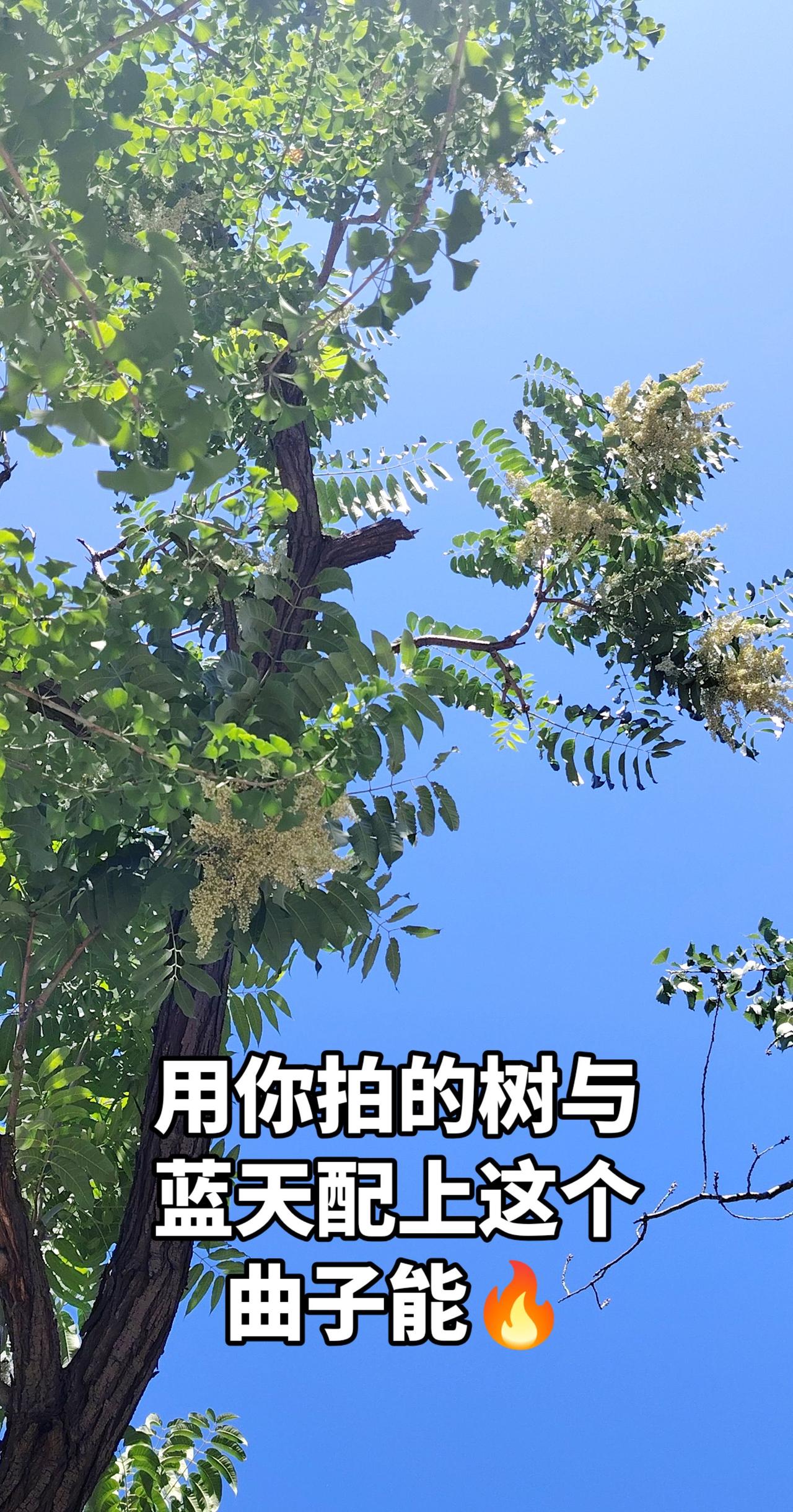 创作者中心创作灵感随拍即景用镜头凝固身边的美景用镜头记录蓬勃的生命力