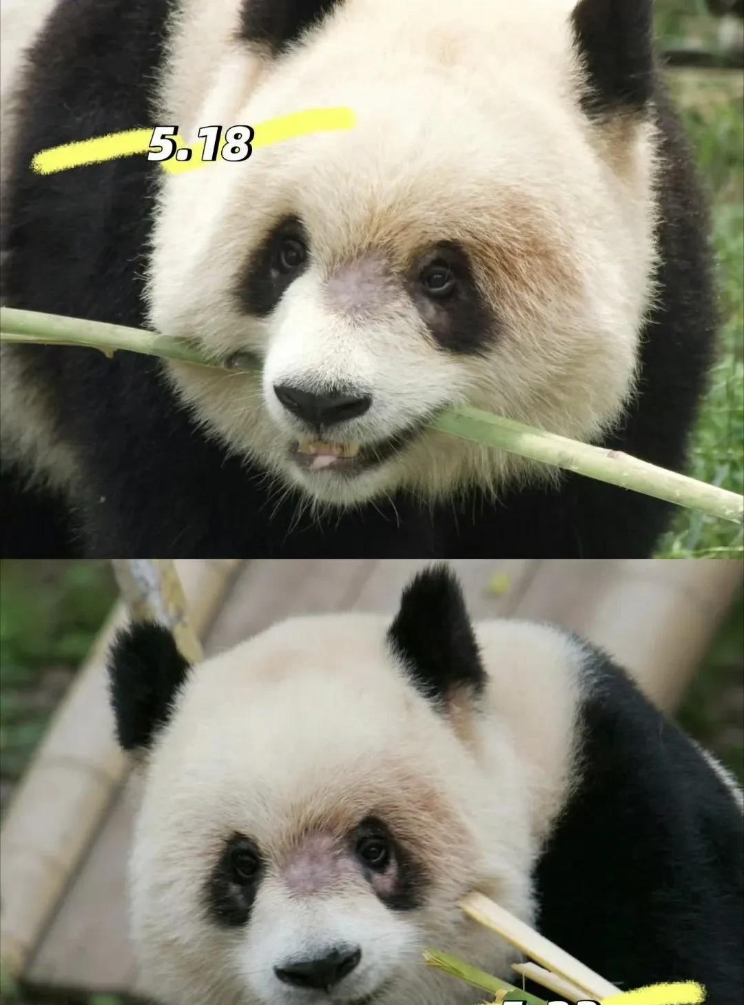 渝爱是2022年7月22日出生在重庆动物园的雌性大熊猫。渝爱眼圈鼻梁脱毛生病已