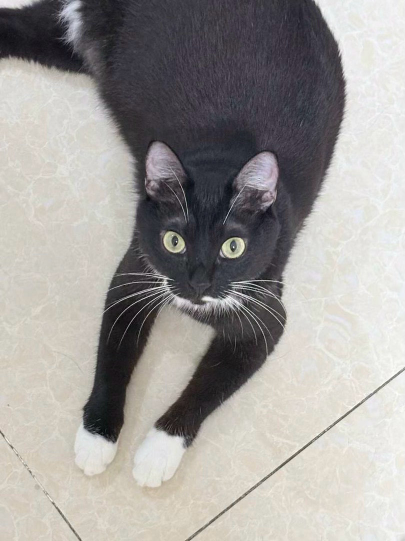 “您好，请您给我做个奶式美爪，不修指甲”daily奶牛猫（投稿：）