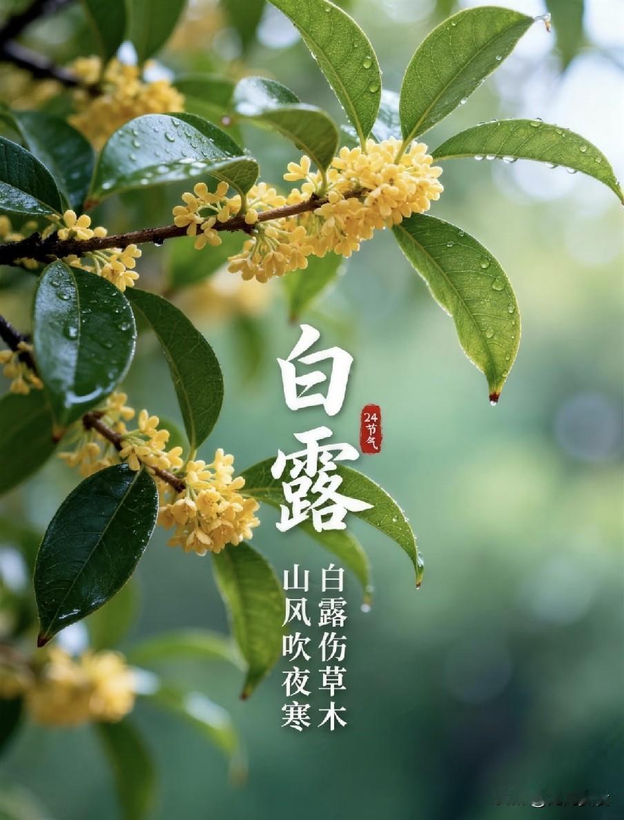 不是迷信！明日白露，建议大家：1要稳，2要饮，3要睡，4不吃白露前一天，我在手