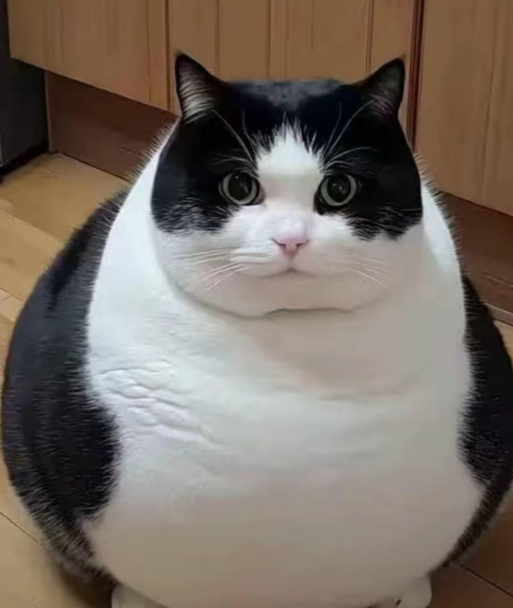 给俺家猫猫起个名字，不带肥字