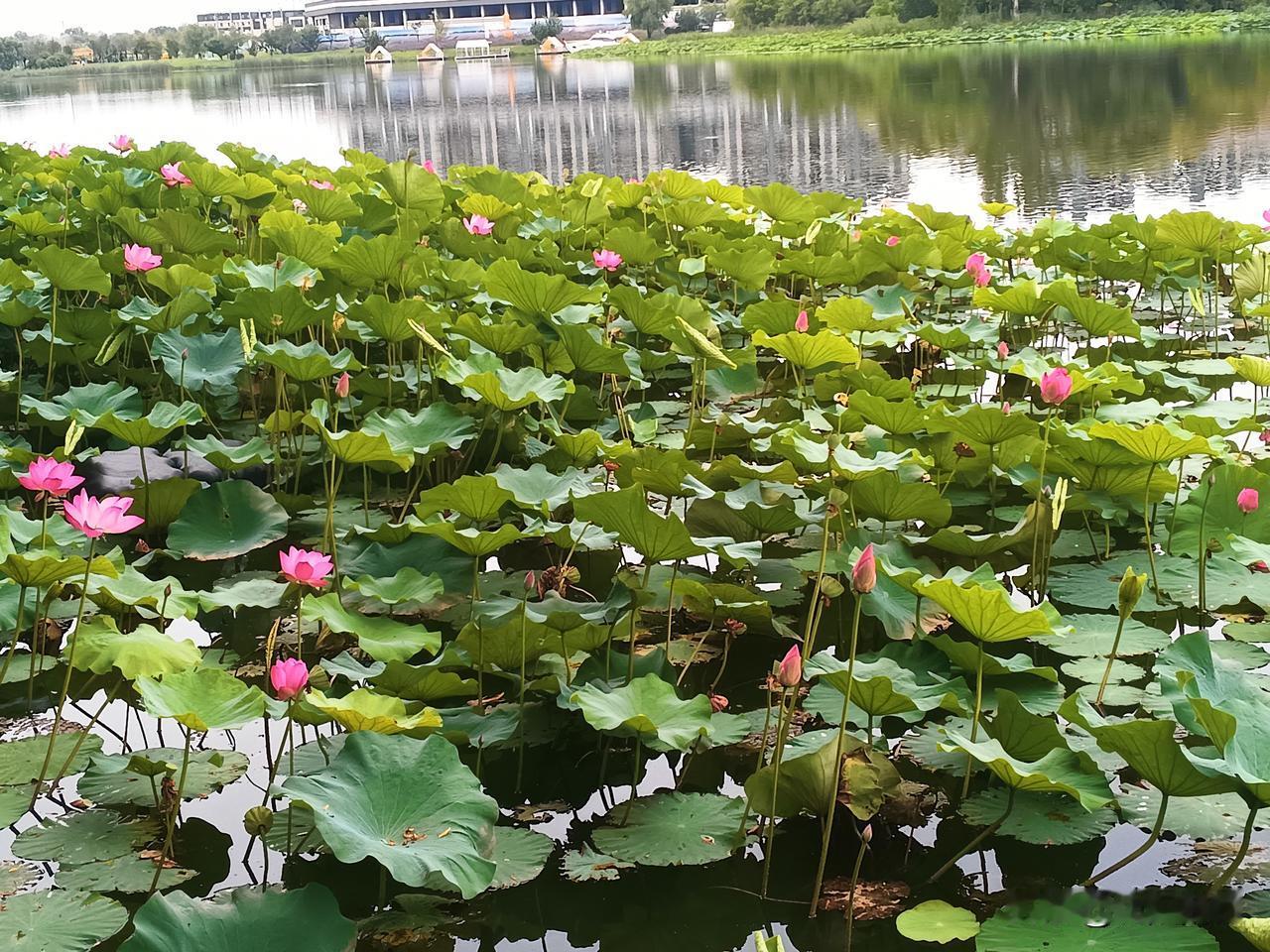 沈阳环境越来越好可玩可游可吃可嗨越来越多的年轻人定居沈阳夏日碧天荷花薰衣草