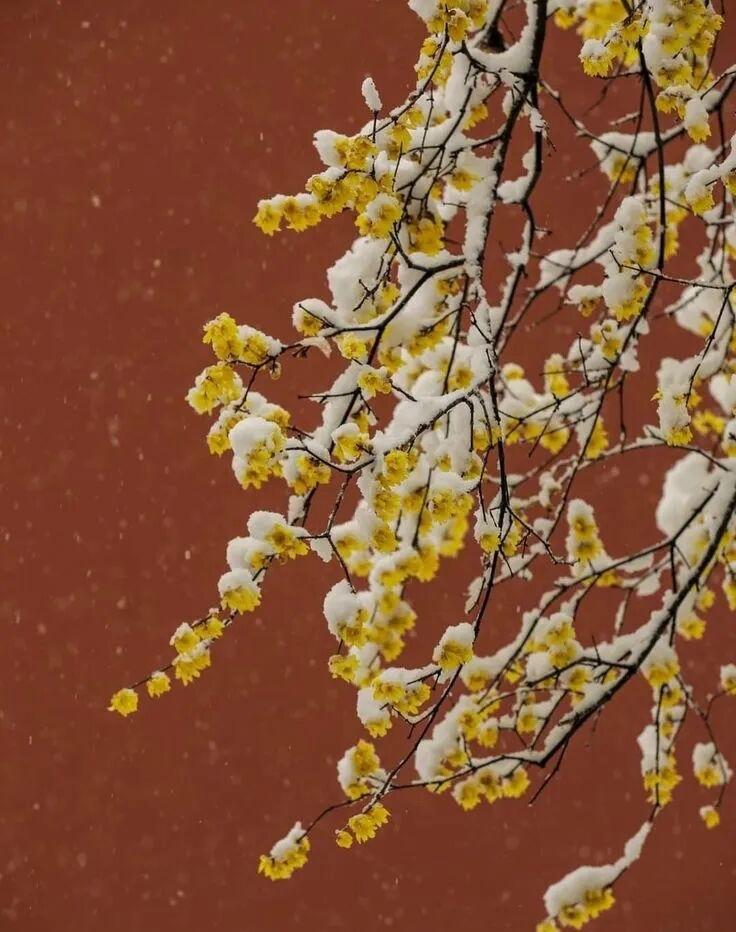 腊梅，冬日的味道说实话，腊梅最吸引我的就是它的香气了，在北方寒冷的冬天，能看到