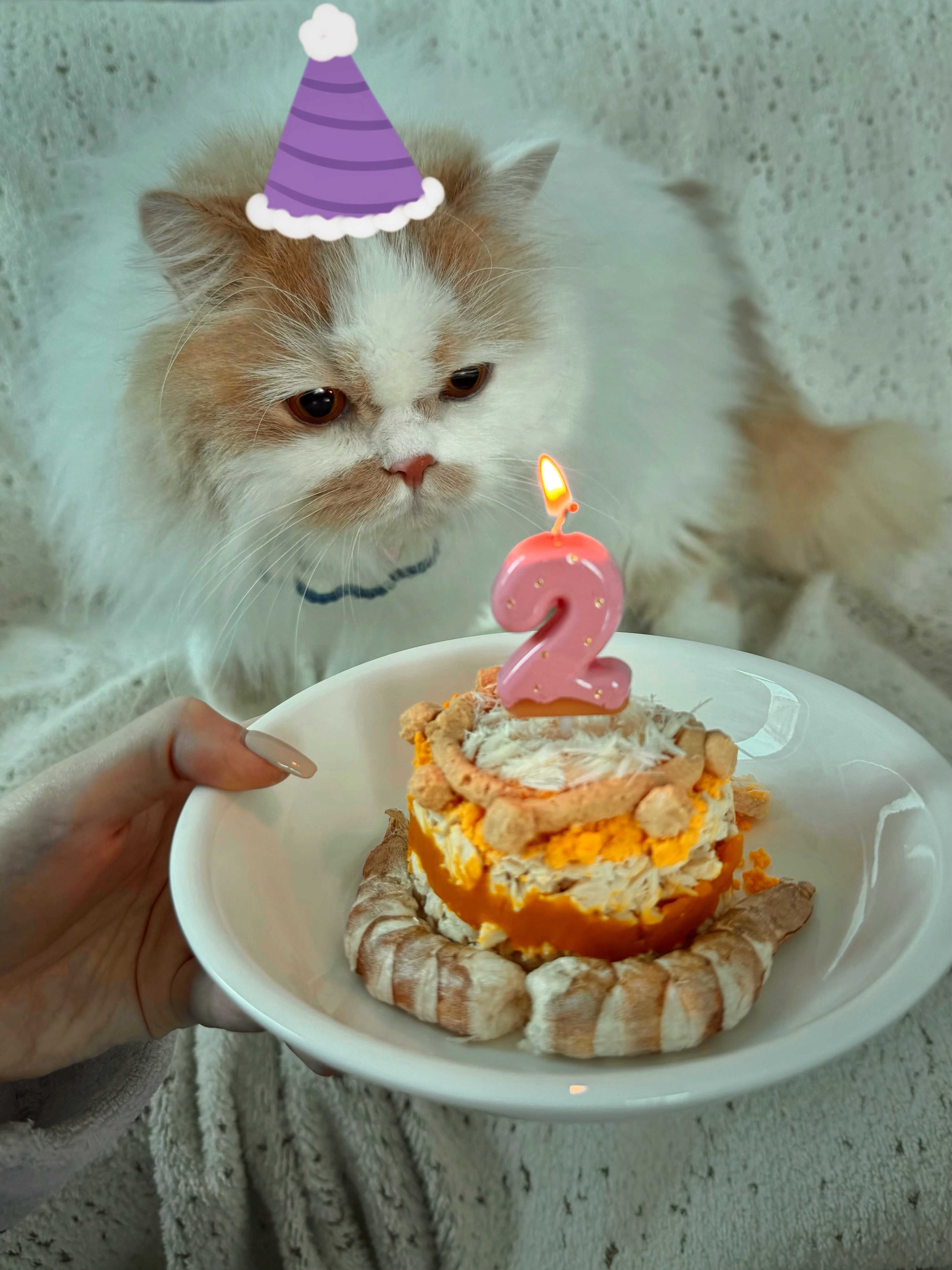 蝴蝶的生日在花跟枝桠绿叶冒头的春天。我一觉睡醒后满房间目光扫视搜寻它的身影，一扭