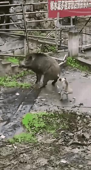 狗和野猪，打了二十五个回合不分胜负。
