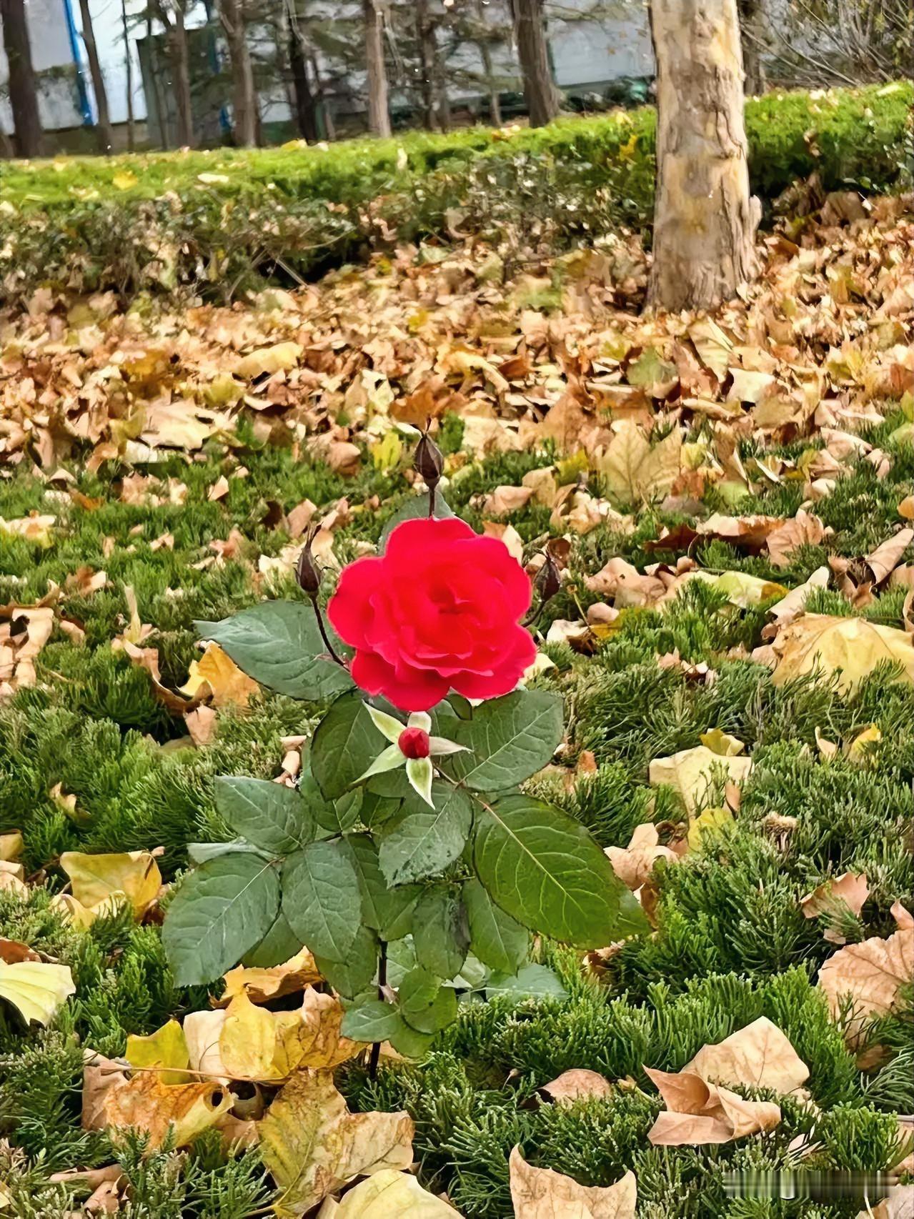 今天路过路边那片灌木丛，脚踩着沙沙响的碎叶子，冷不丁瞅见一团红——初冬里居然还开