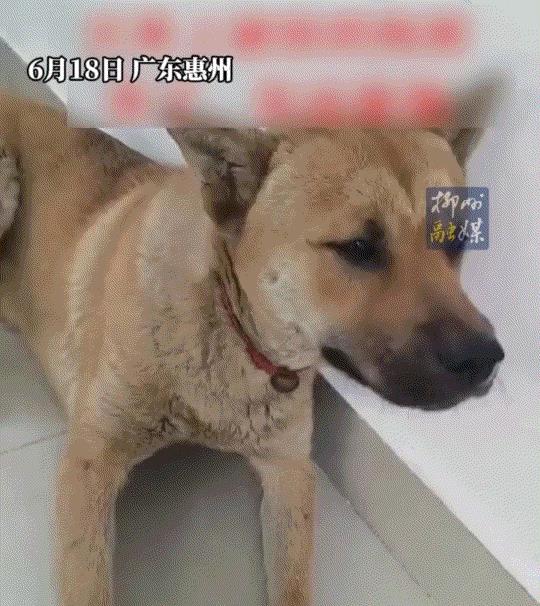 广东，一女子发视频称，她家狗子出门与其它狗子打架打输了，独自躲在角落默默生气，女