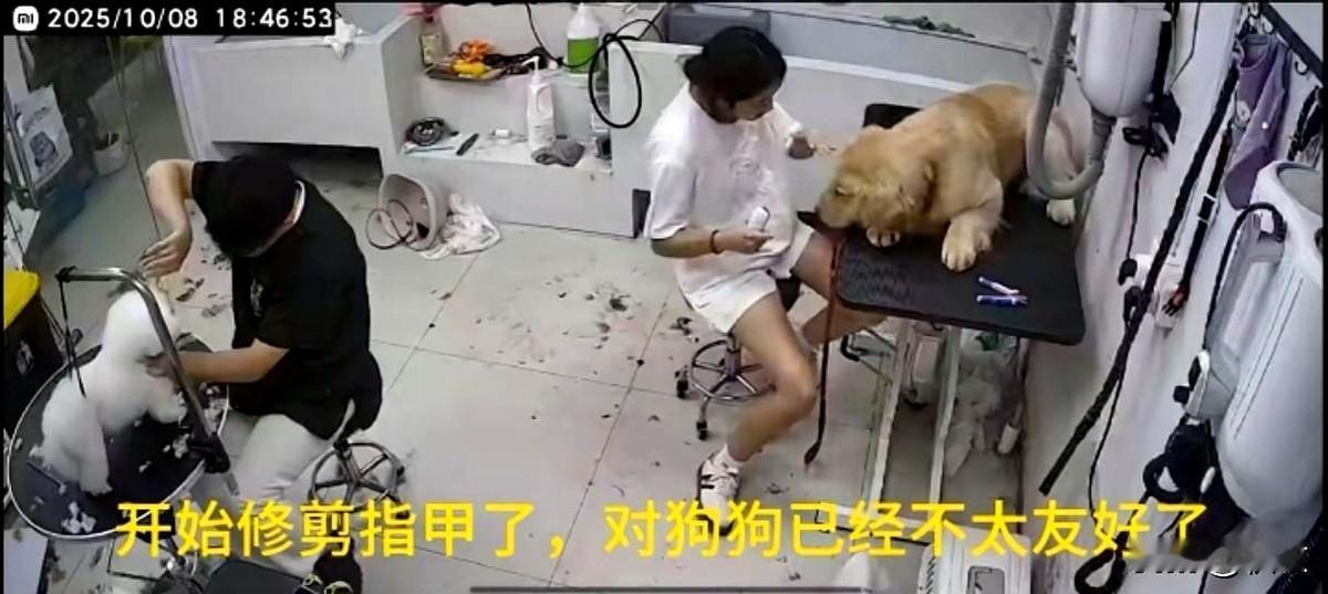 女子把自家狗狗带去宠物店洗澡，因为有事中途离开了，可她再回来接狗狗的时候，已经躺
