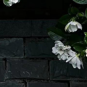 寒风如刀，从破窗的缝隙里钻进来，刮在脸上生疼。林知微是在一阵剧烈的头痛和刺骨的寒