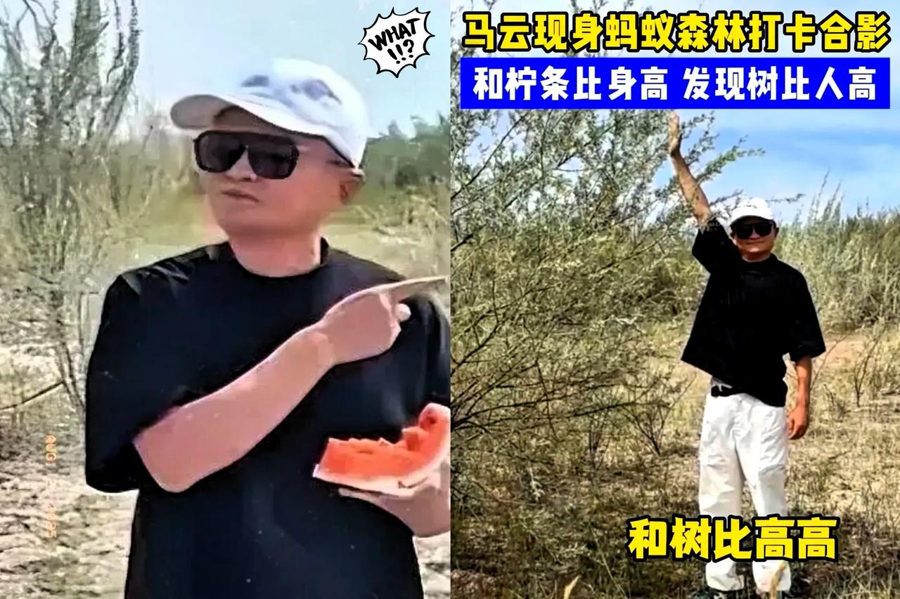 马云估计这会儿心里得乐开了花，哪能想到，八年前随手搞的虚拟树苗，竟在沙漠稳稳扎了