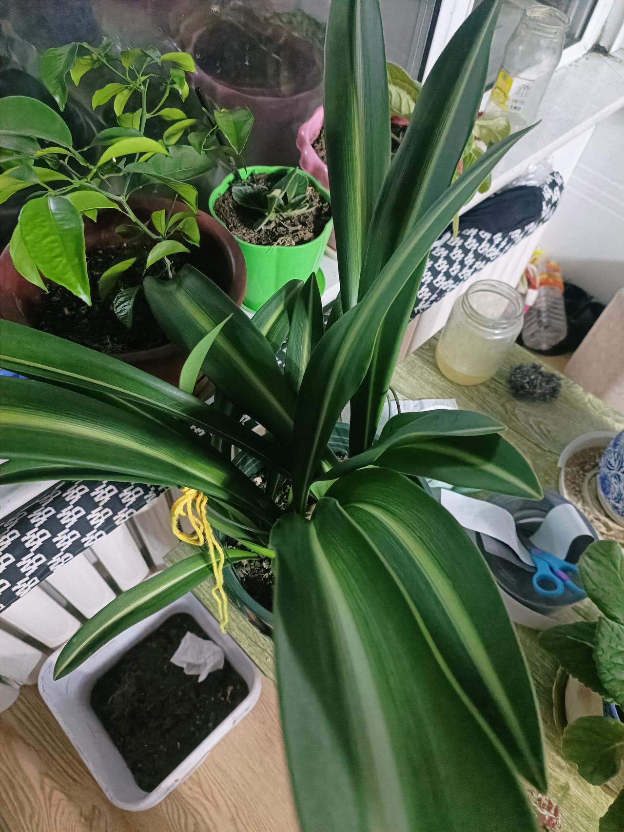 哥哥嫂子对我够意思，我结婚就过上了穷日子，舍不得吃，舍不得穿，结婚三年孩子爷爷肺