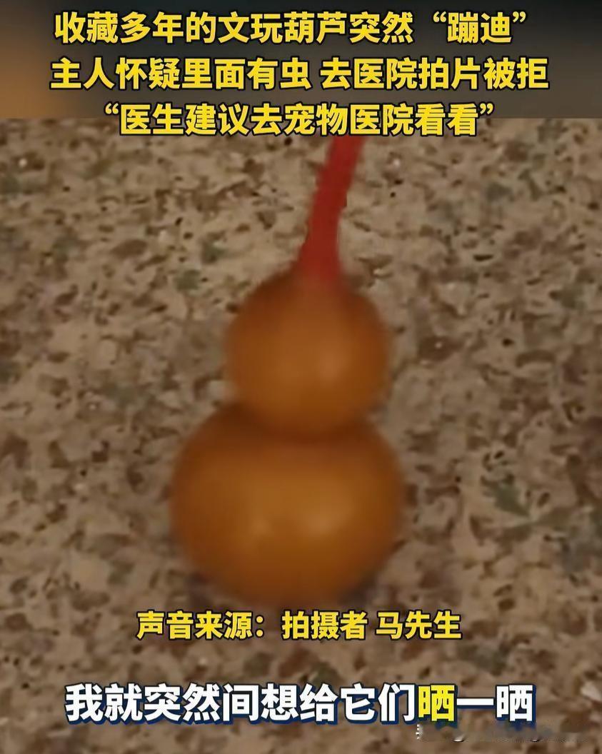 笑不活了！辽宁沈阳，一男子发现自己珍藏多年的文玩葫芦突然动了，一番找寻原因后，他