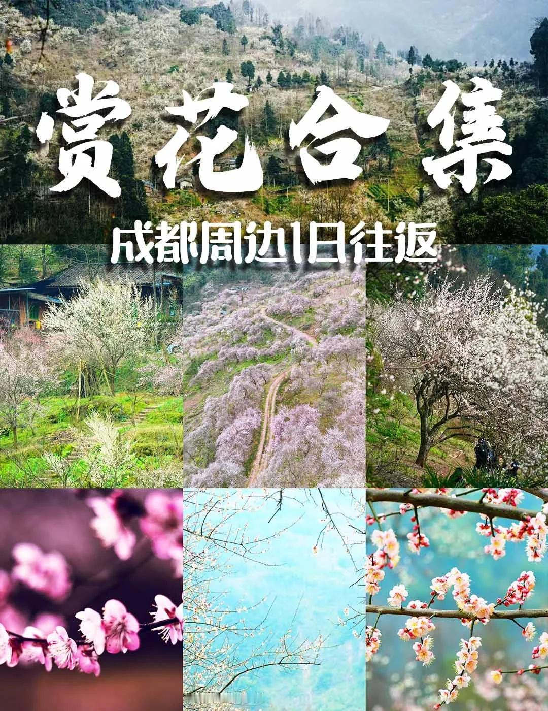 成都周边｜1.5h内直达梅花赏花攻略合集！成都周边小众赏梅花攻略合集来啦[机智