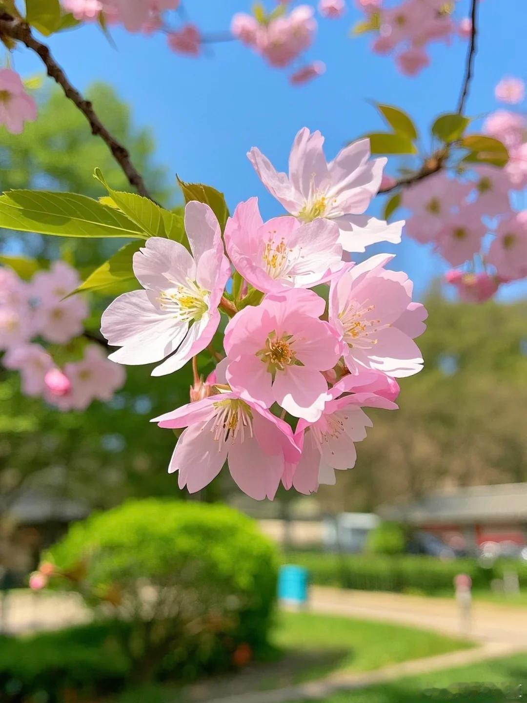 人间三月，春如许，枝头樱花，千万缕～​​​