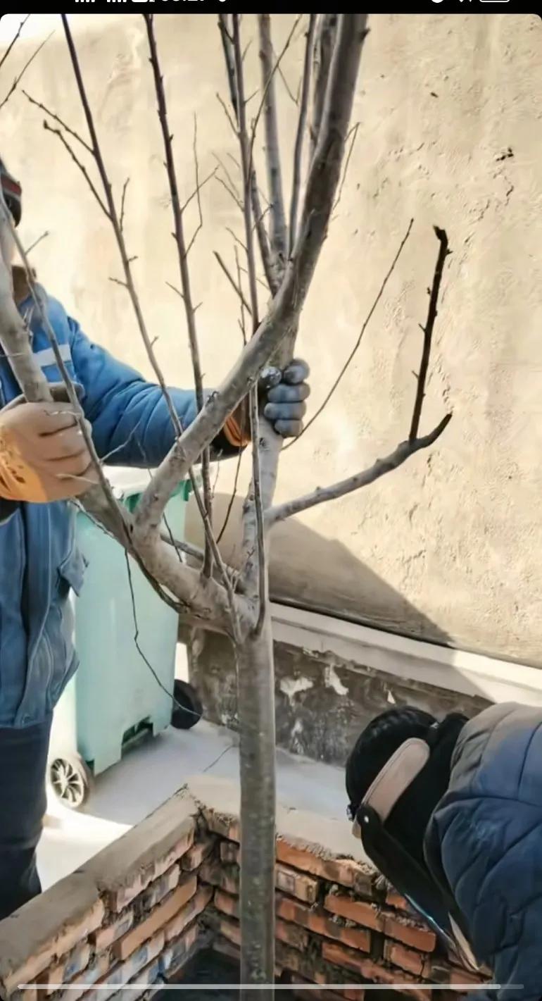 你糊弄我，我糊弄你，这树肯定没树根无根，无土栽培，牛逼的科研成果高科技天才