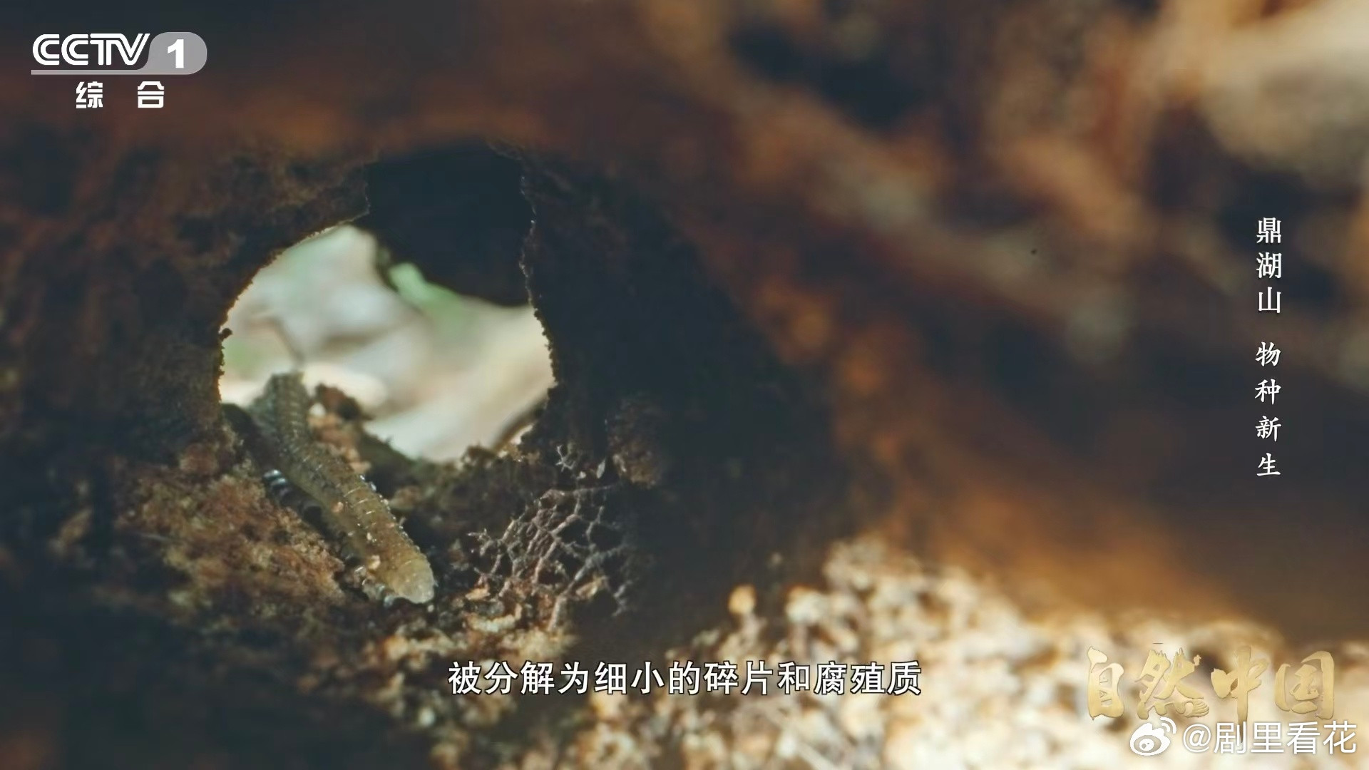 土壤的土腥味从何而来原来土腥味不是泥土本身的味道，而是微生物代谢产生的气息，它代