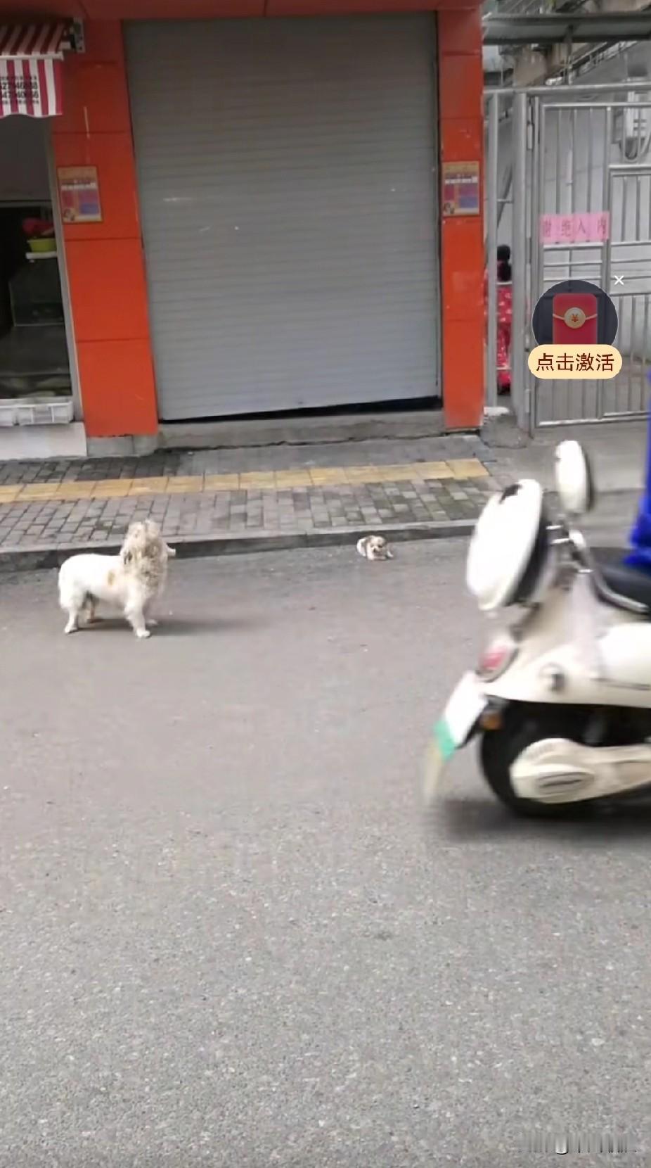 母子俩被狠心的主人无情地丢在了路边店的门口。狗妈一下子慌了神，不知怎样才能养活孩