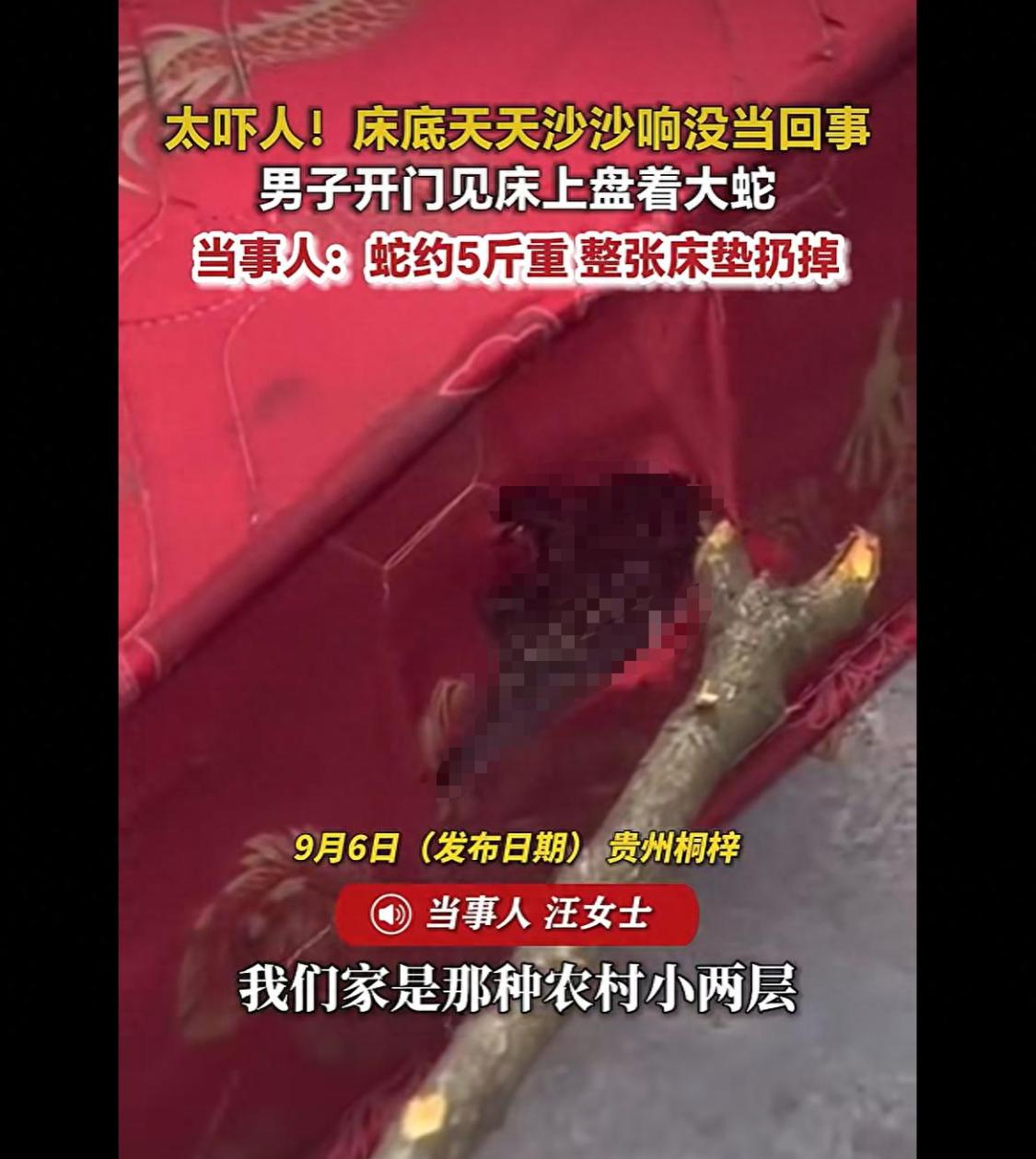 贵州桐梓，一女子连日听见床底有沙沙异响，一直误以为是老鼠作祟，全然没有放在心上。