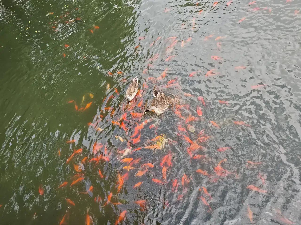 花港观鱼是西湖十景之一。地处苏堤南段西侧，由花、港、鱼为特色的风景点。漫步在