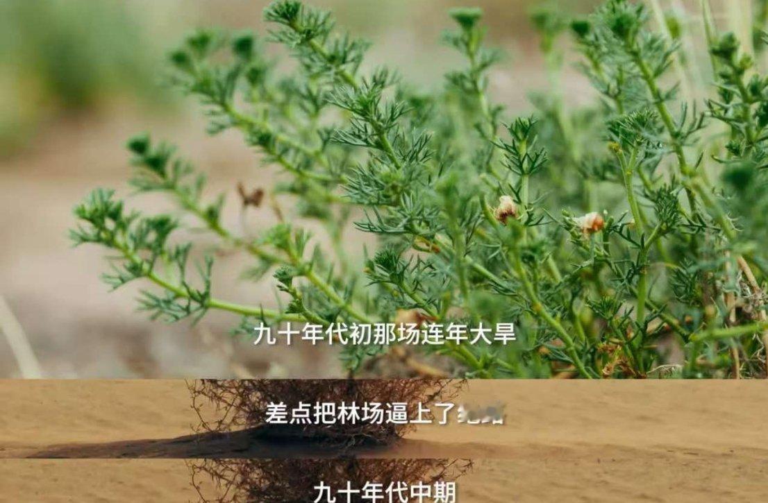 因地制宜摸索出科学治沙的法子，一步步锁住流沙、种下绿意。曾经黄沙围城的困境慢慢扭
