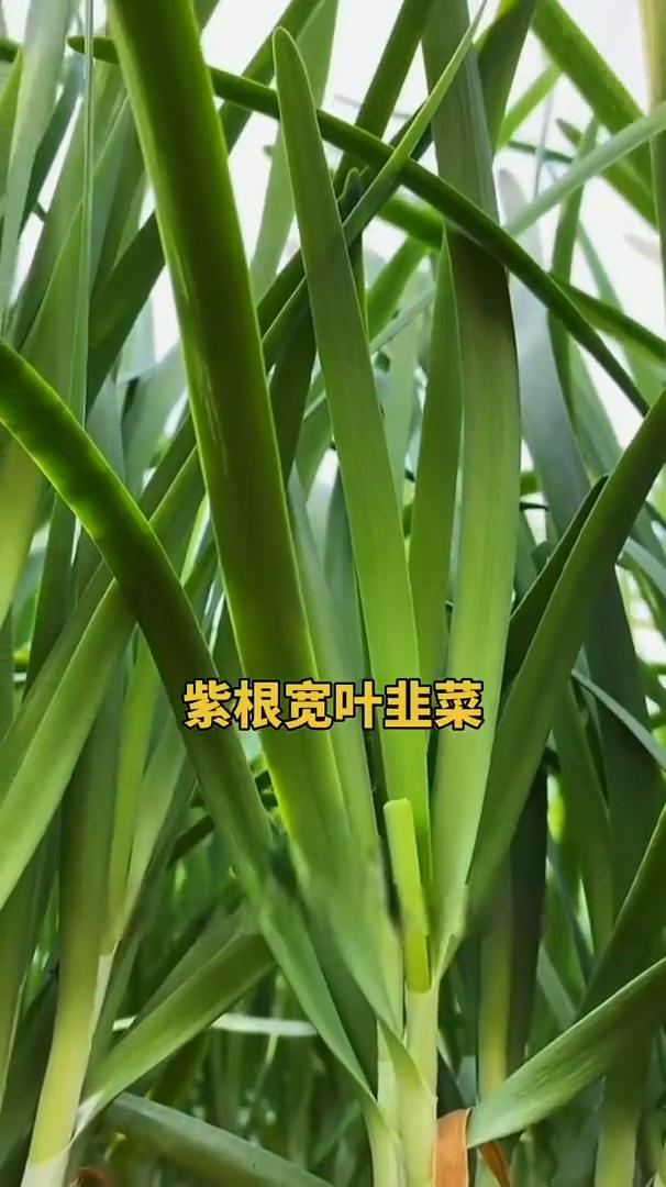 春天的第一茬韭菜比肉都香，特别是寿光的紫根宽叶韭菜，不但营养丰富，韭菜味还特别的