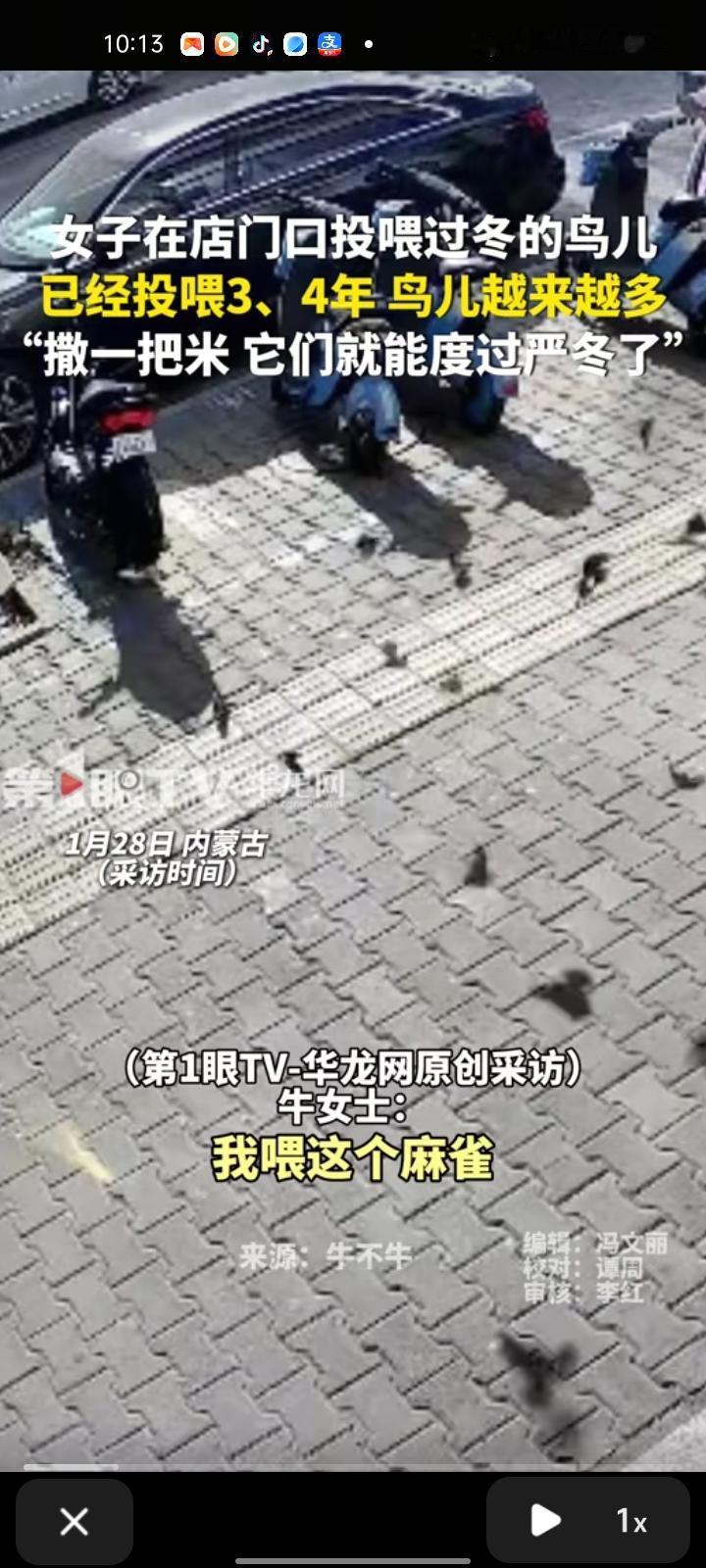 1月28日，内蒙古乌海。女子在店门口投喂过冬的鸟儿，已经投喂了三四年，一开始没那