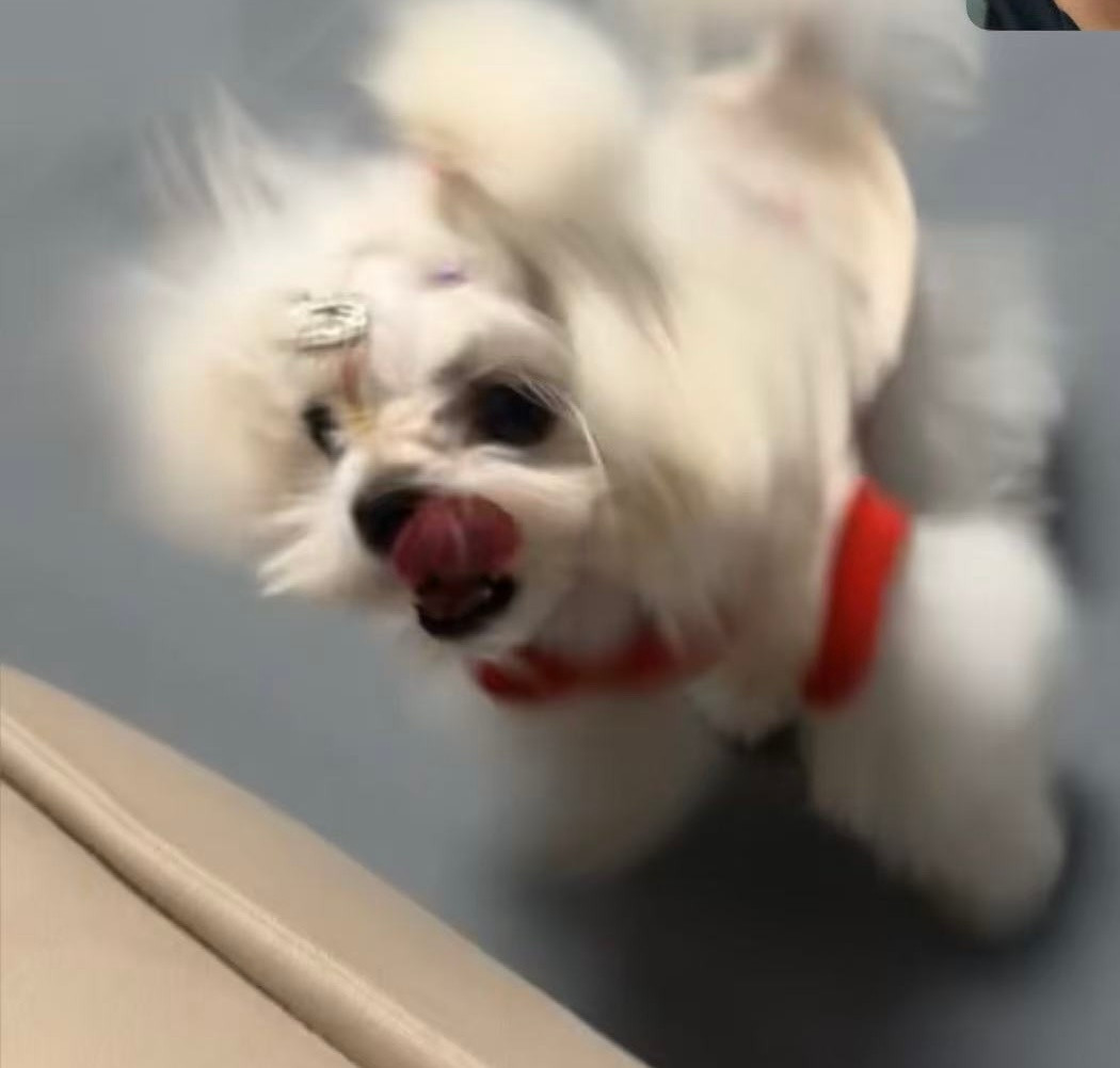 我换了只狗养…​​​