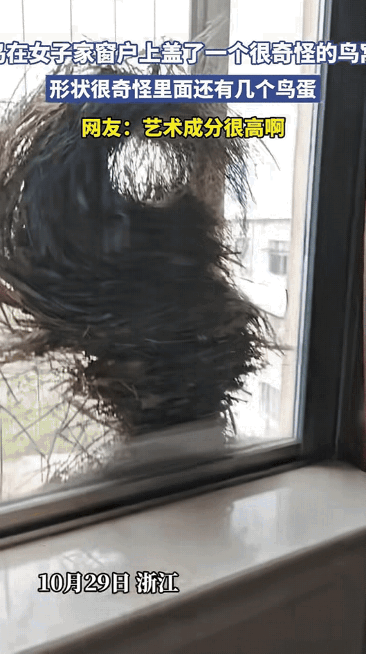 “太不可思议了！”浙江，一名女子无意中发现一只鸟总喜欢叼一些碎草到自家窗户上，一