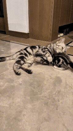 有妈的孩子是个宝看来不管人和动物都一样啊！[大笑]