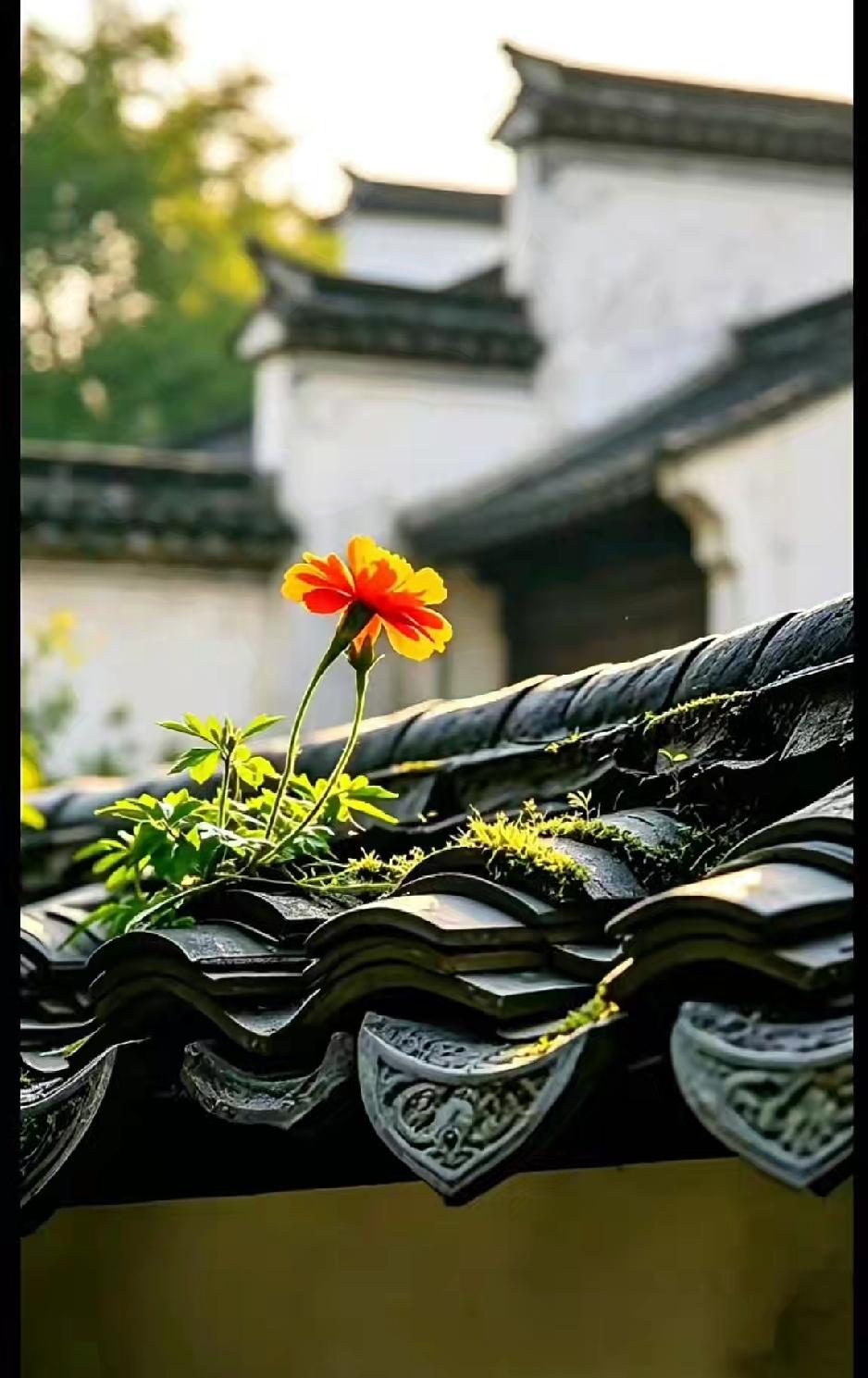 我女儿说，她很羡慕我。我问她羡慕我什么呢？她说，羡慕我有一双懂事又上进的儿女