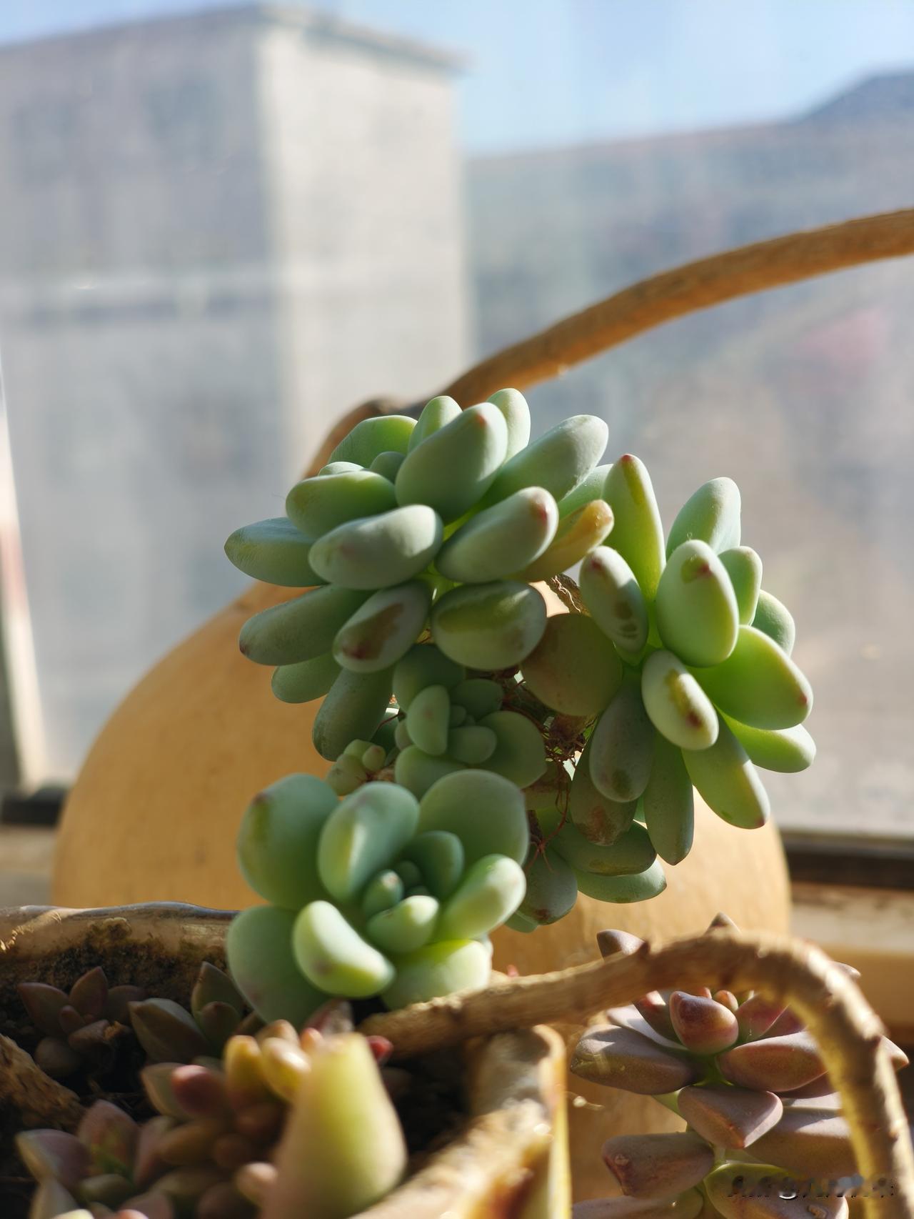 《一个被抛弃的多肉》谁知道❓这个多肉植物叫什么呀❓去夜市溜达见一个枯萎的多