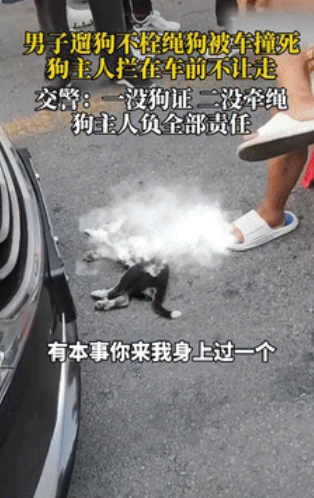“这就是自作自受！”河北一男子出门遛狗不栓狗绳，狗狗在路上乱窜，不幸被车撞死，没