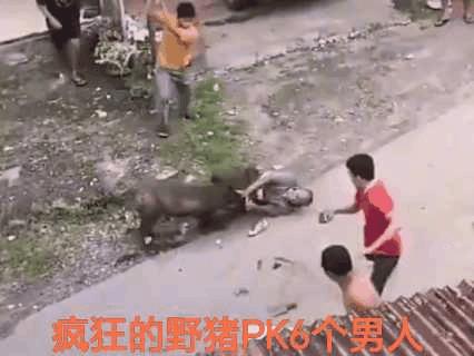 野猪盯着一个咬！其他人为什么不懂得盯着猪打？只要打中野猪鼻子就有效果，胆大的拎