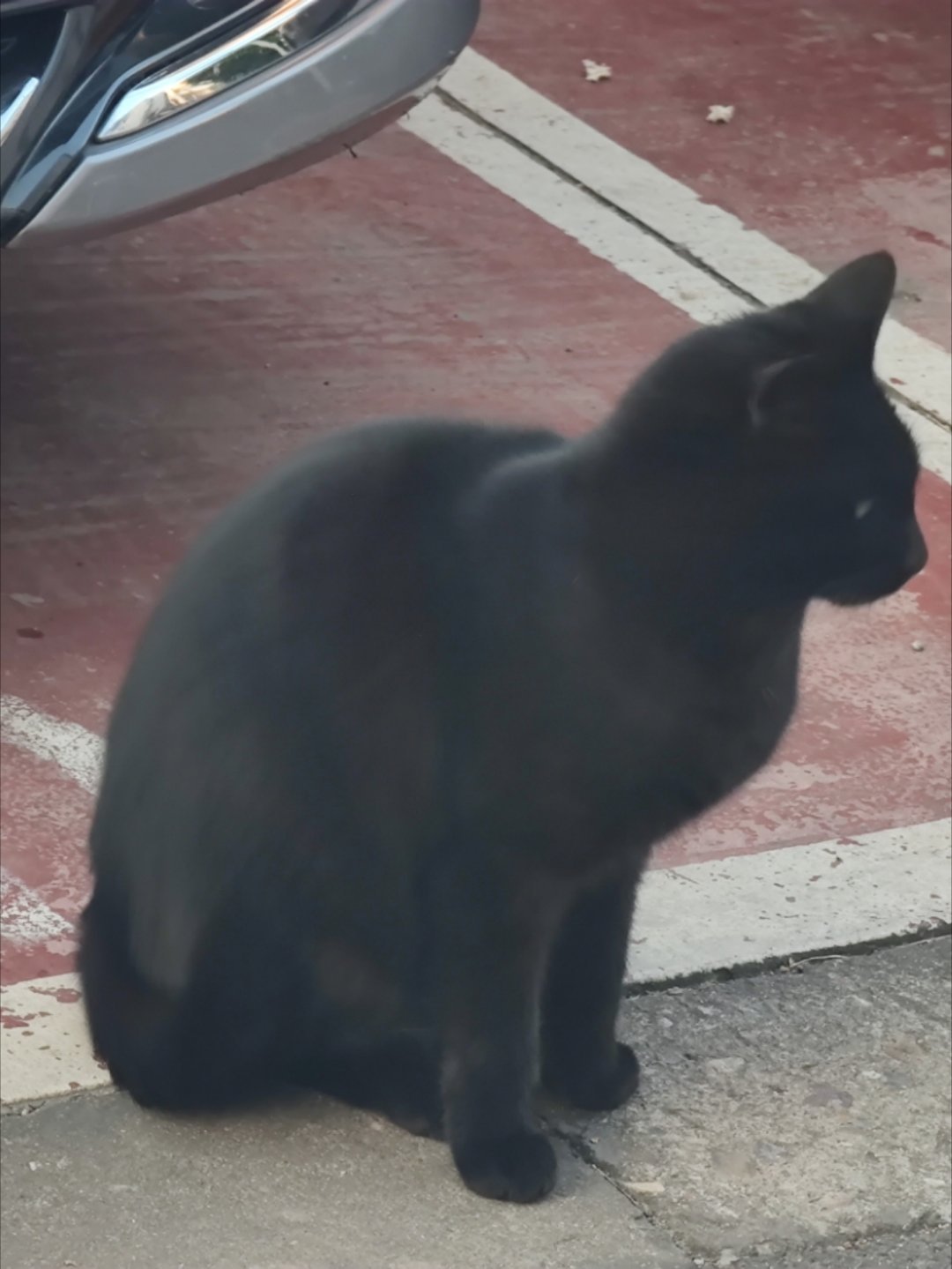 小黑猫突破次元壁了