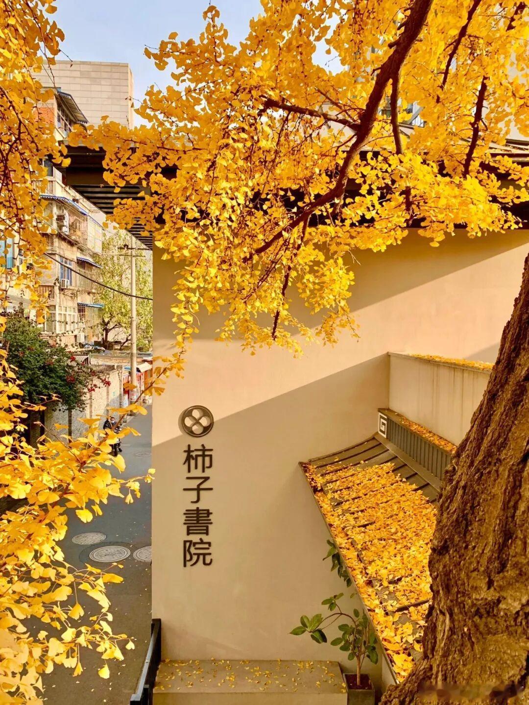 落叶有心，秋日温柔～​​​