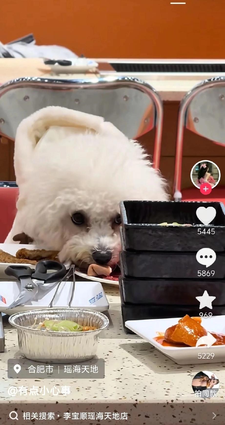 又是小狗上桌吃饭的新闻！前几天是北京涮肉火锅店，昨天是合肥烤肉店。某些爱狗人