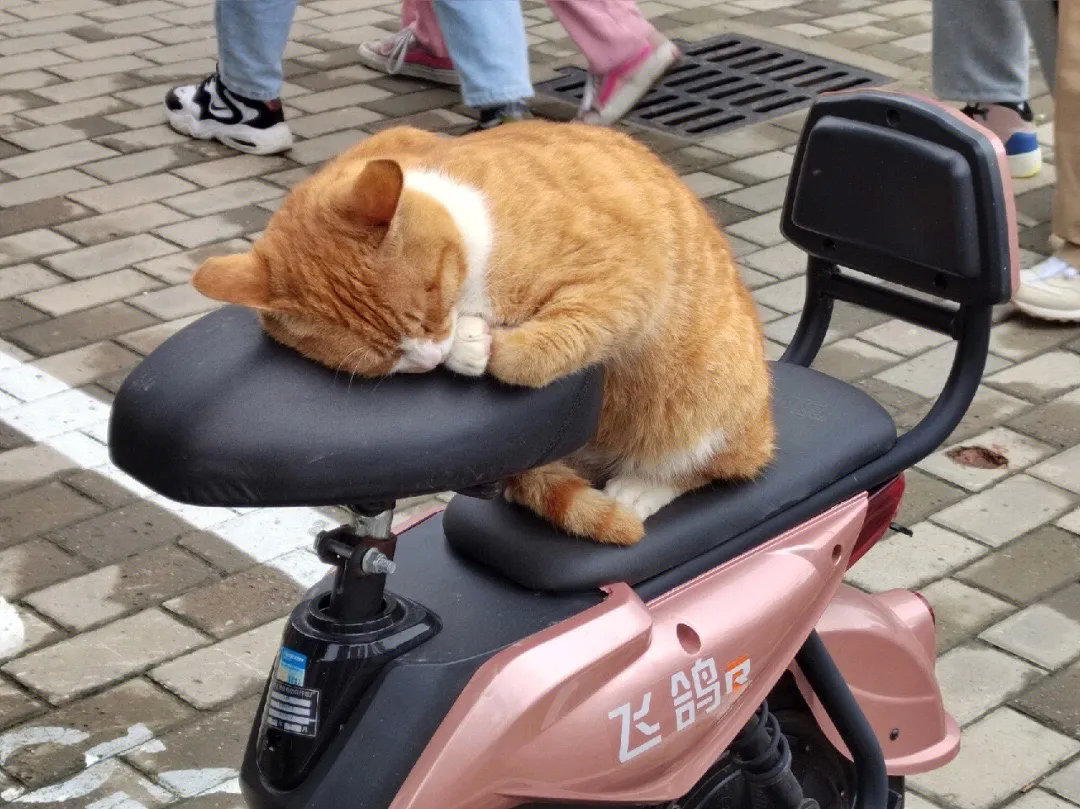一只会揣着小手手睡觉的猫咪，真的好可爱哦！
