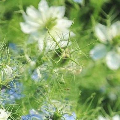 0000黑种草种植1、选地整地：黑种草喜欢生长在排水良好、土质疏松的沙壤土中，种