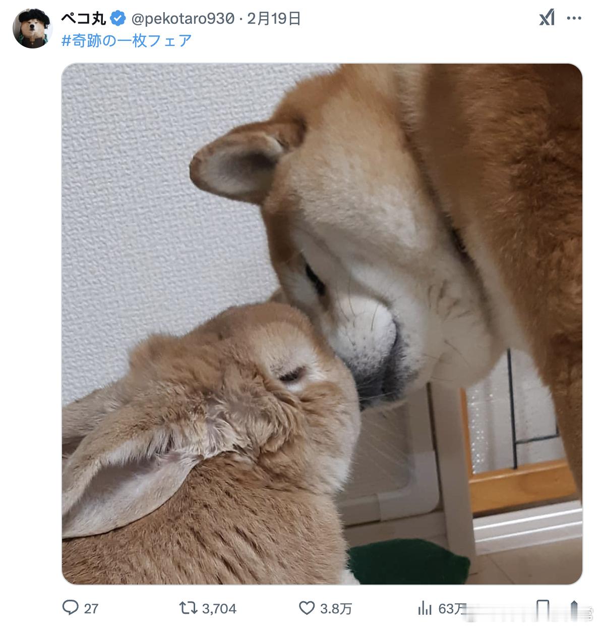 霸道柴[doge]＆娇妻兔🐰