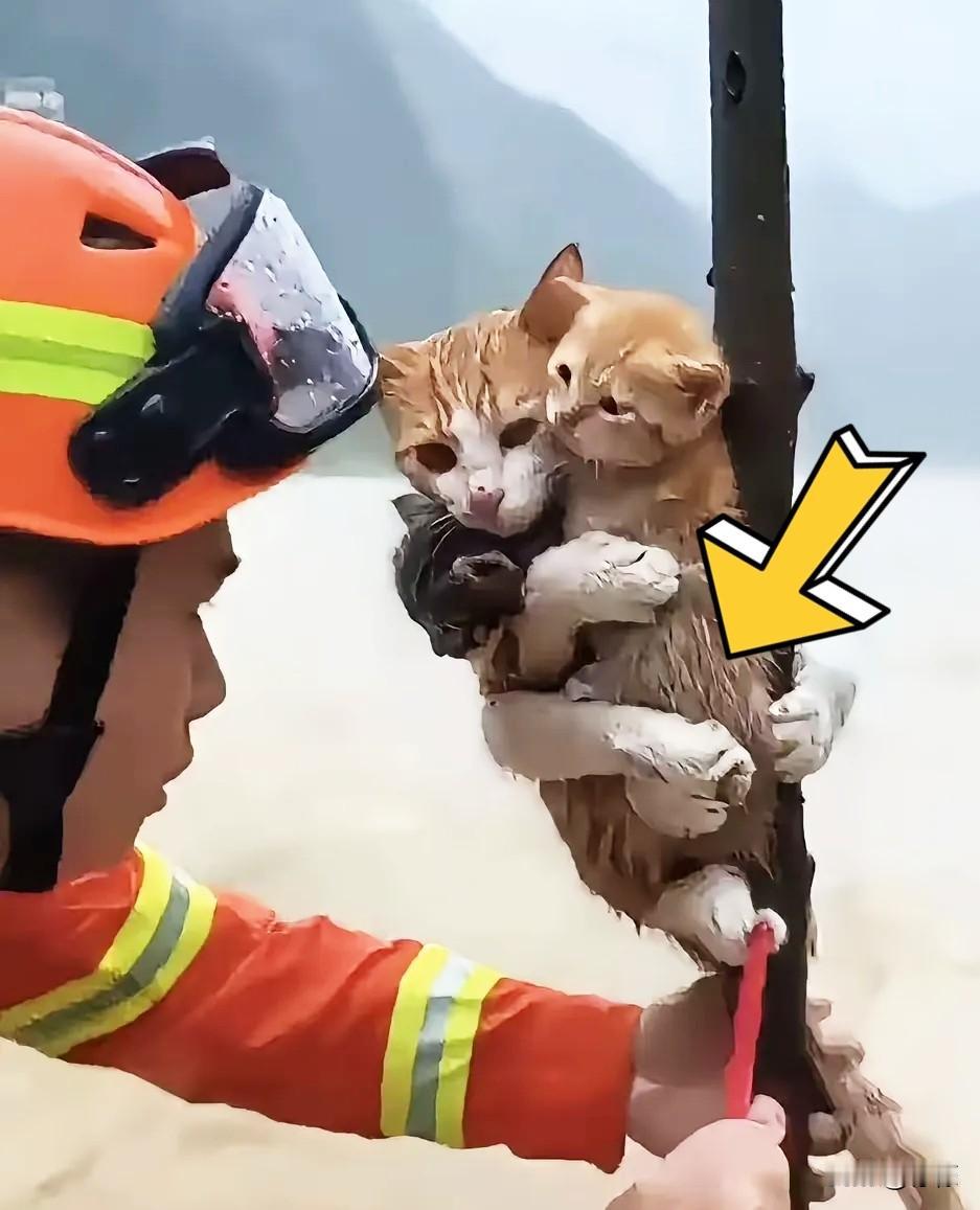谁懂啊！刷到洪水里那只猫妈妈，俩崽缩在它怀里，它死死抠着树干，半个身子泡在浑