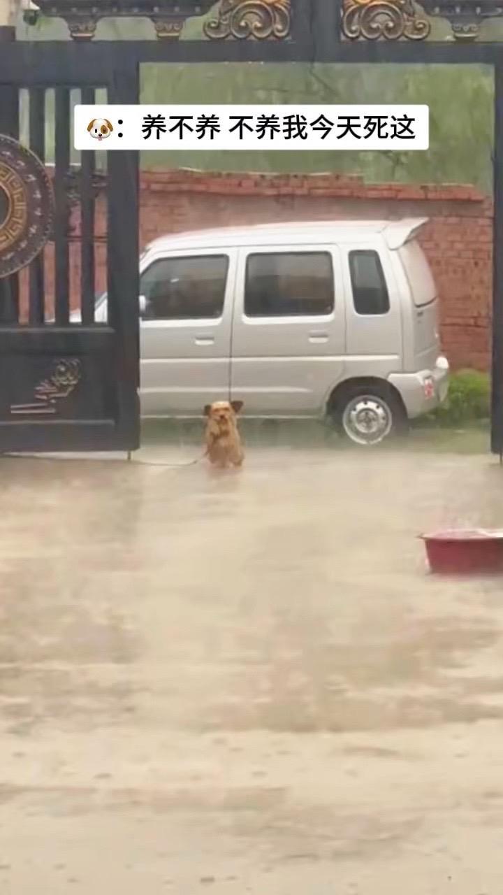 驴狗 🐶：养不养，不养我今天死着
