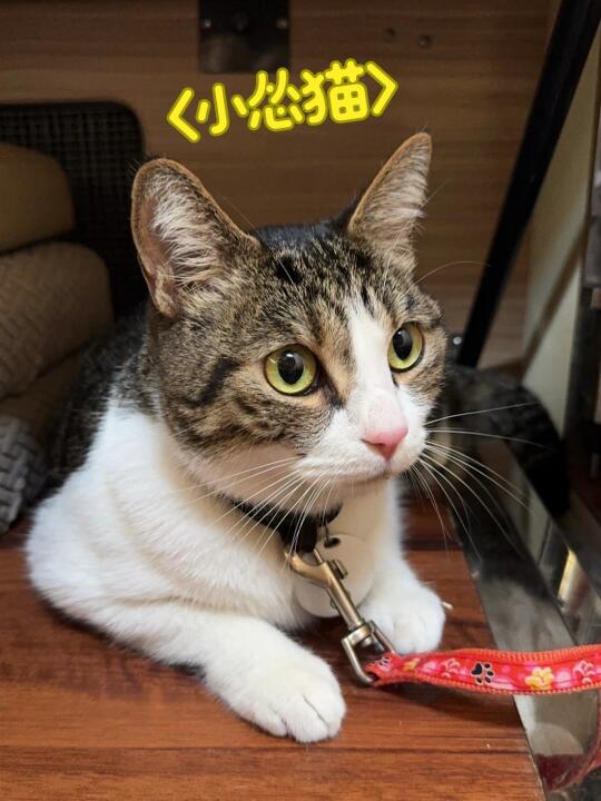 人家是小熊猫🐼狗七是小怂猫[捂脸笑]