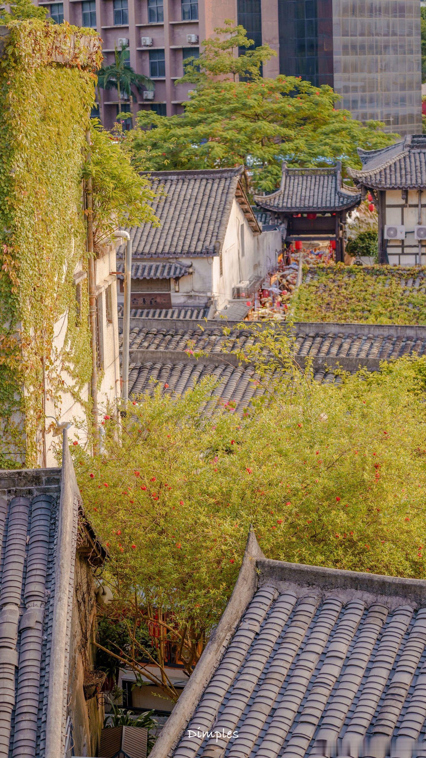 岭南秋意｜夏的遗憾，都被秋风温柔接住🍂岭南的秋，没有北方的凛冽，只有裹着草木香